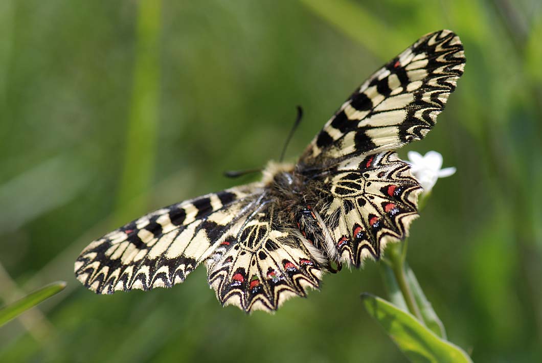 ancora su Zerynthia polyena e Zerynthia cassandra